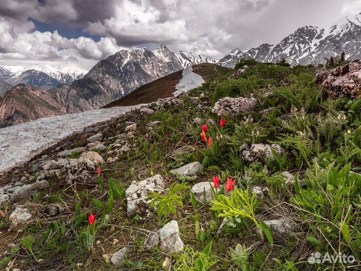 Экскурсия — Самарканд — Тюльпаны И Горы Самарканда