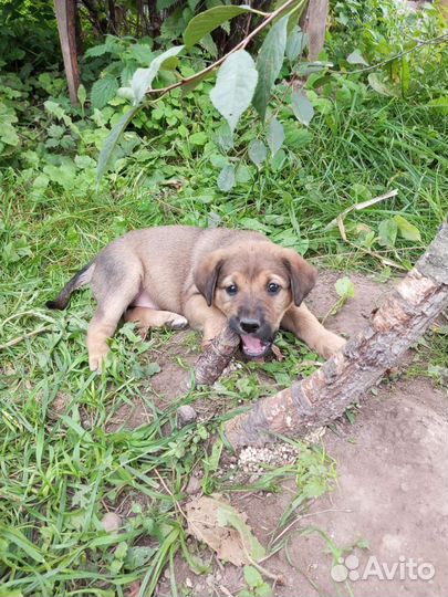 Отдадим в добрые и ласковые руки