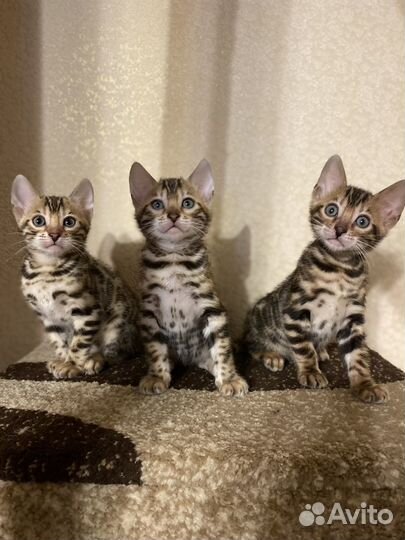 Бенгальские котята