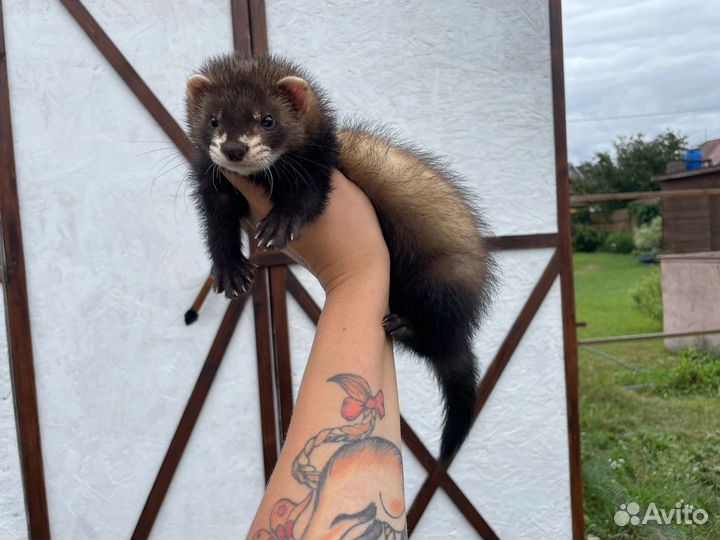 Хорьки из профи питомника с документами