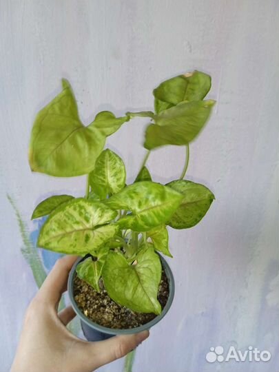 Домашние растения