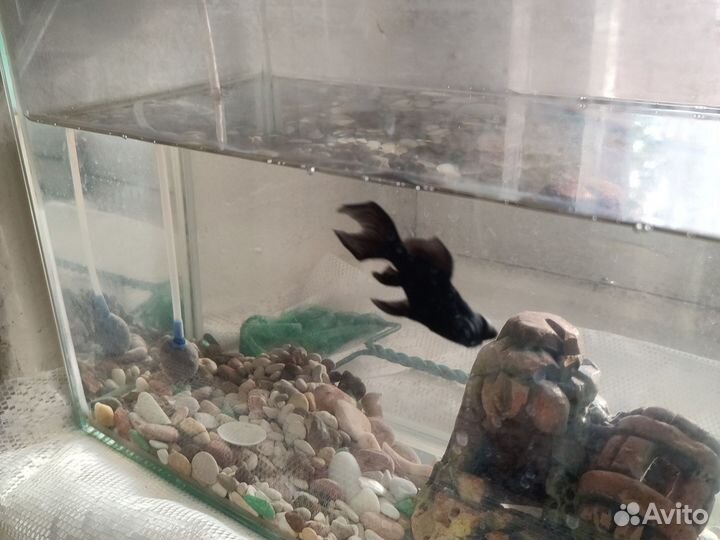 Аквариум с рыбкой или без