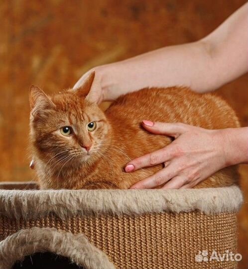 Кошечка Боня в добрые руки