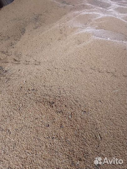 Продам просо