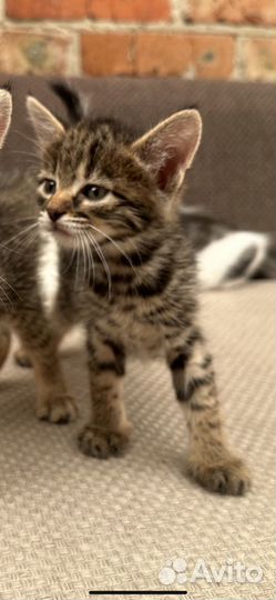 Котенок в добрые руки (девочка)