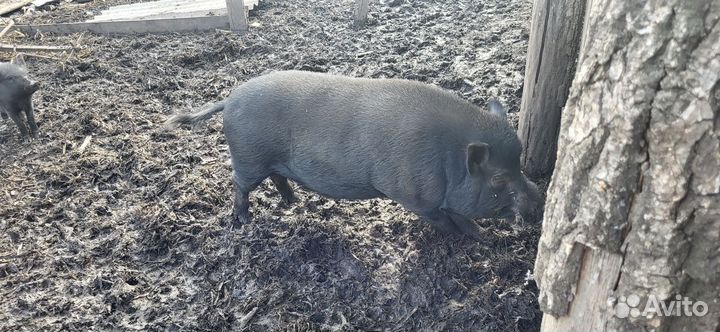Вьетнамский вислобрюхий хряк и свиноматки