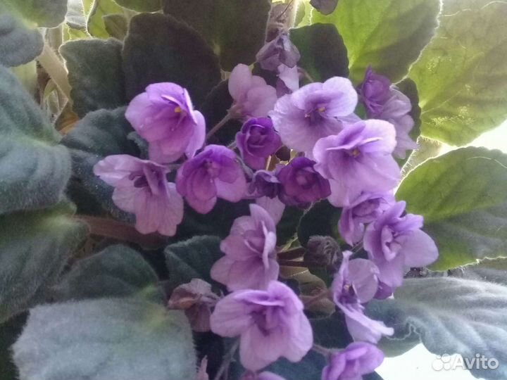 Фиалка.Глоксиния и др