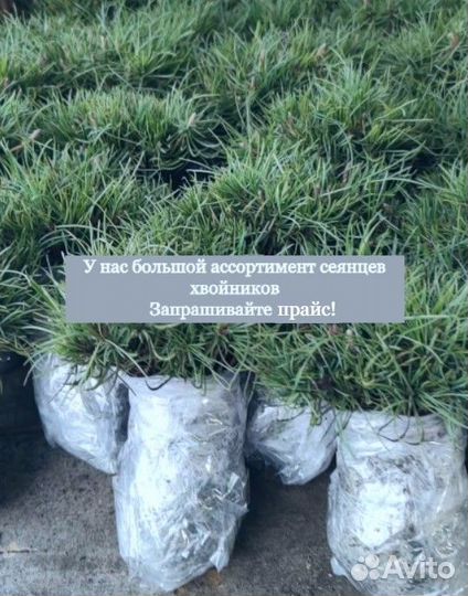 Кедр саженцы / сеянцы