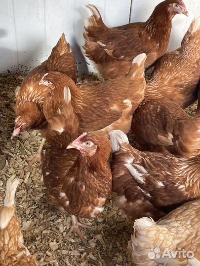 Курочки 4 месяца