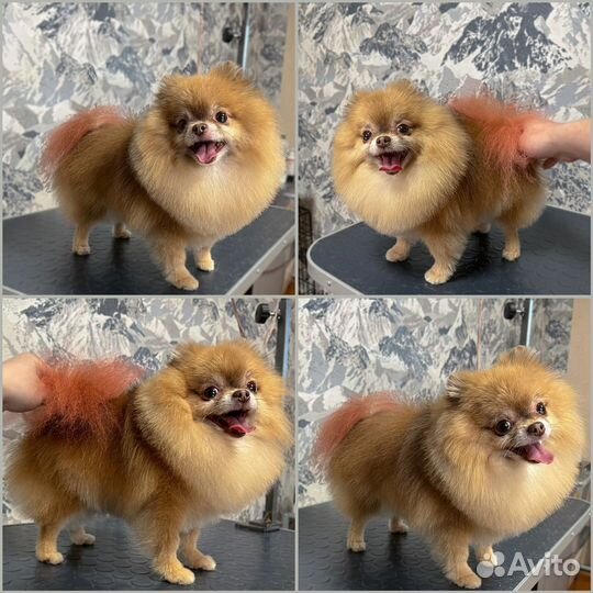 Груминг, стрижка собак и экспресс-линька кошек