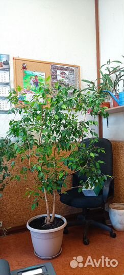 Фикус Бенджамина 120см и 160см