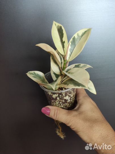 Фикус Мелани