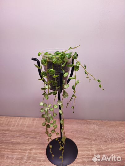 Пеперомия прострата