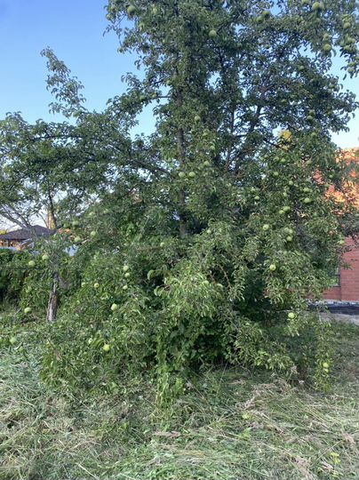 Участок 6 сот. (ИЖС)