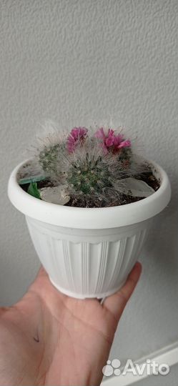 Кактус мамилярия в горшке 0.4 л