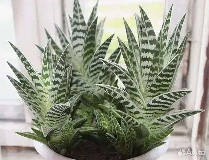 Алое тигровое / алое пестрое