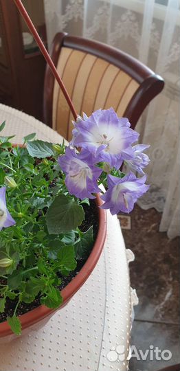 Кампанула- жених, невеста, любовник