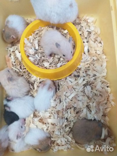 Серийские хомяки