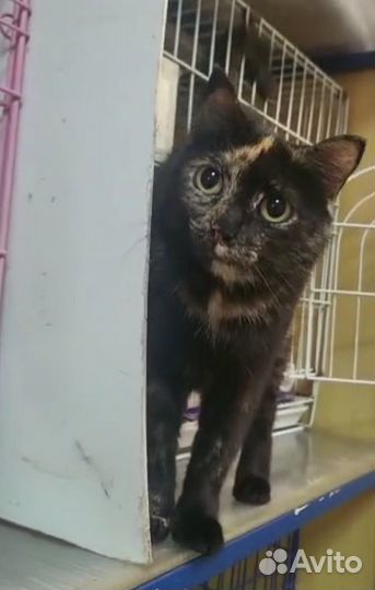 Спокойная и ласковая кошечка в добрые руки