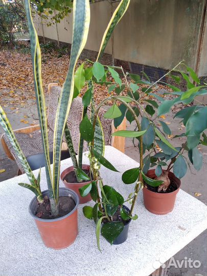 Цветы комнатные