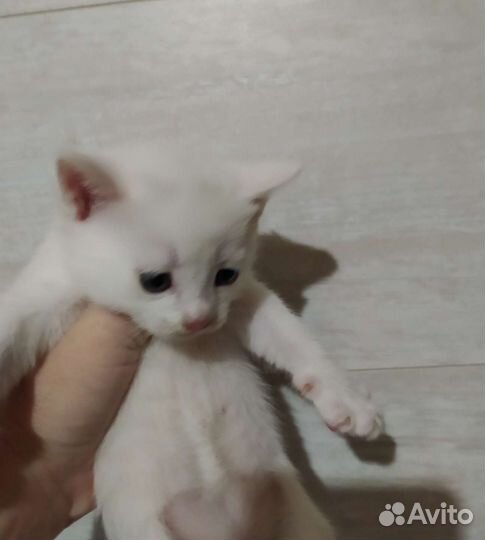 Британские котята