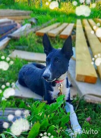 Молодая собачка ещё щенок