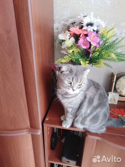 Шотландская кошка