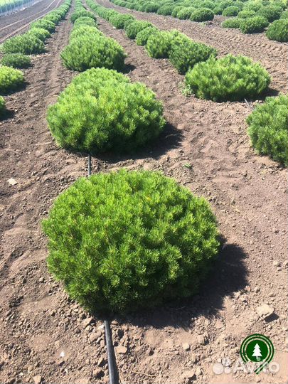 Сосна горная 1,76 м и др