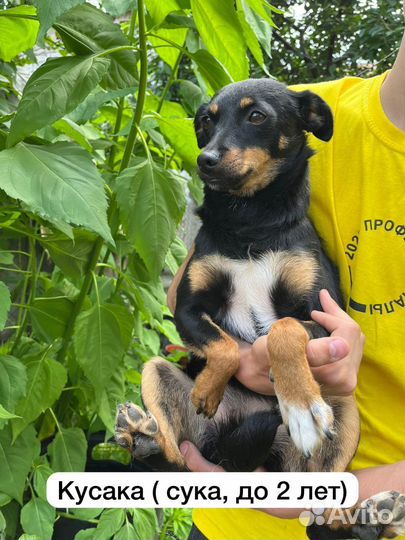 Собака в дар добрые руки