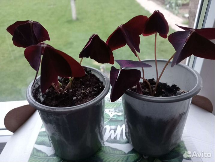 Счастье в дом - Кислица оксалис