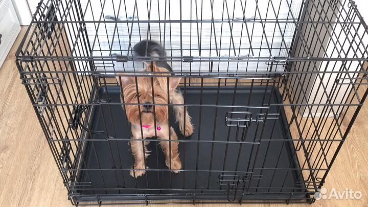 Аренда клетки для собак