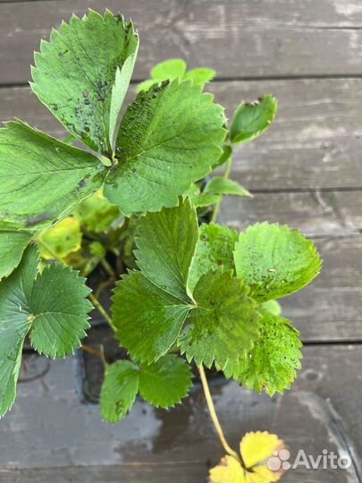 Земляника (клубника) садовая джоли, клери