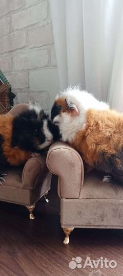 Морская свинка плюшевые