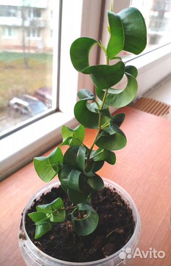 Фикусы Барокко (Барок) Н 16 и 13 см