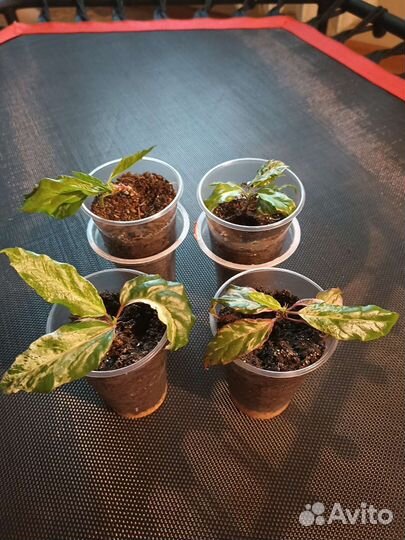 Гибискус купера саженец