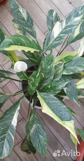 Спатифиллум вариегатный домино