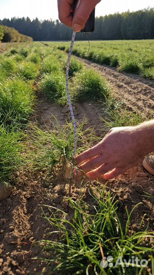 Саженцы сосны окс