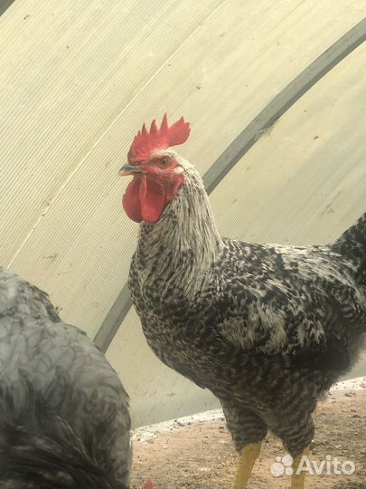 Петухи доминант