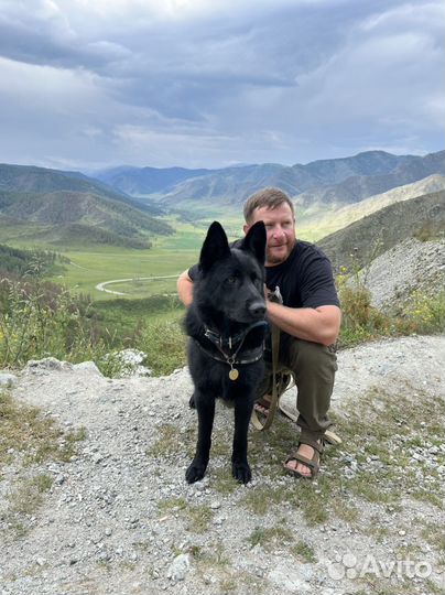 Немецкая овчарка вязка