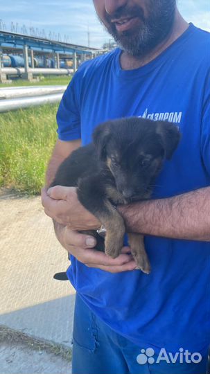 Щенок в добрые руки бесплатно