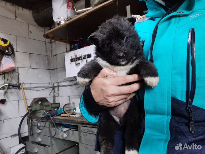 Собаки щенки бесплатно