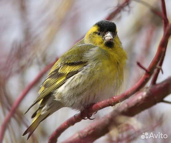 Лесные птицы