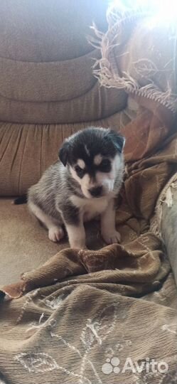 Щенки метисы