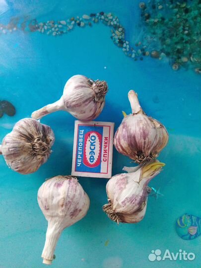 На посадку и еду Стрелкующийся чеснок