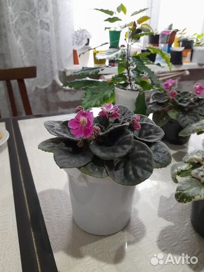 Фиалки и гибиктус