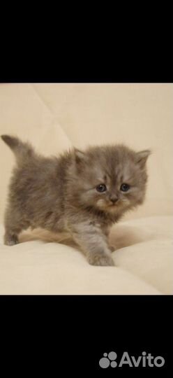 Британские котята