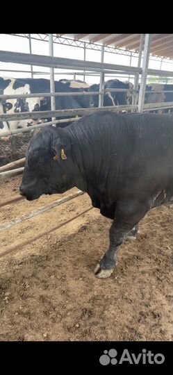 Крс Быки Коровы