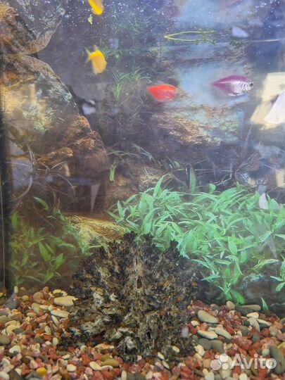 Продаю аквариум 70л