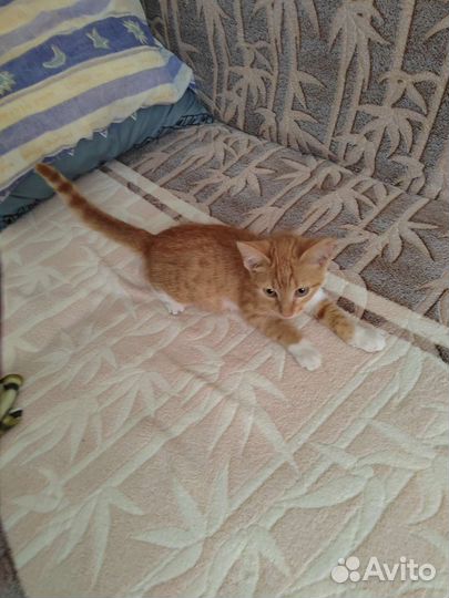 Кошки в добрые руки бесплатно