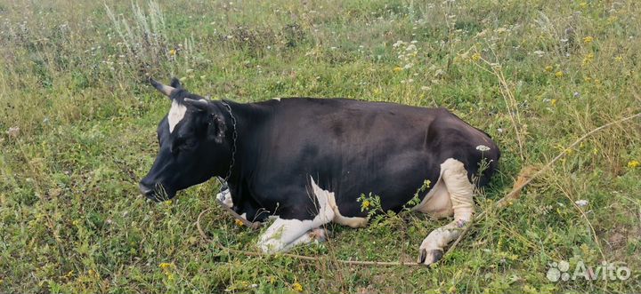 Корова дойная